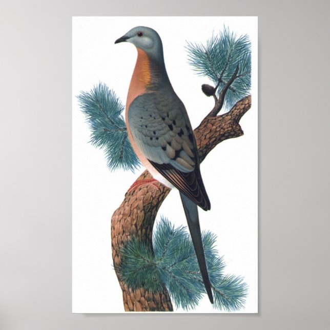 Pigeon - Ectopistes migratorius P/folio Poster (Framsidan)