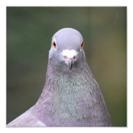 Pigeon Fototryck