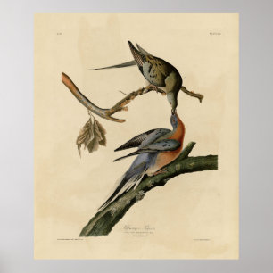 Pigeon från Audubon's Birds of America Poster