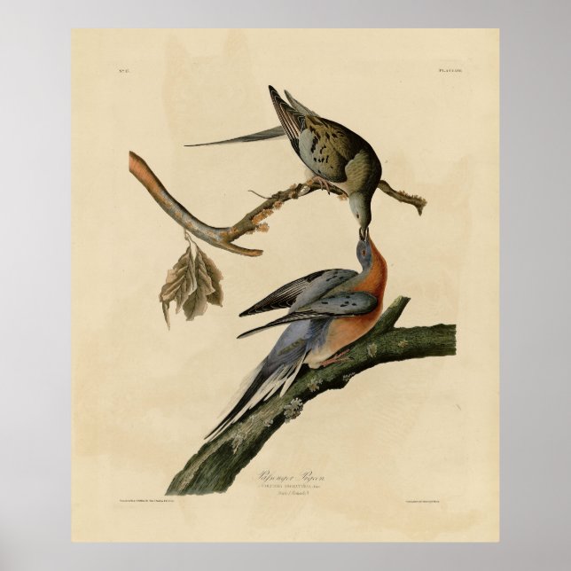 Pigeon från Audubon's Birds of America Poster (Framsidan)