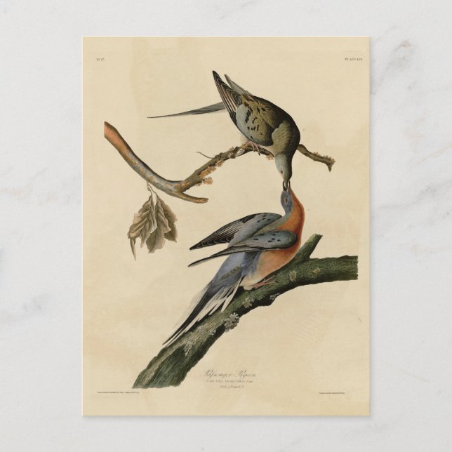 Pigeon från Audubon's Birds of America Vykort (Framsida)