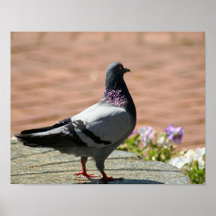 Pigeon Fullt Poster Färg