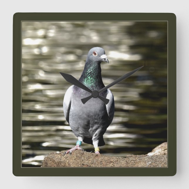 Pigeon Fyrkantig Klocka (Framsida)