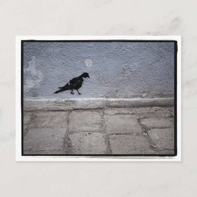 Pigeon Graffiti vycard Vykort (Framsida)