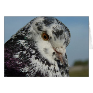 Pigeon Hälsningskort