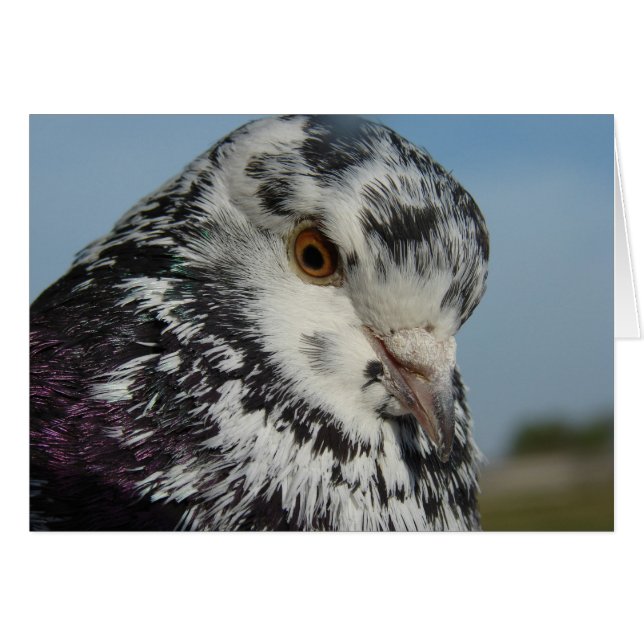 Pigeon Hälsningskort (Framsidan Horizontal)