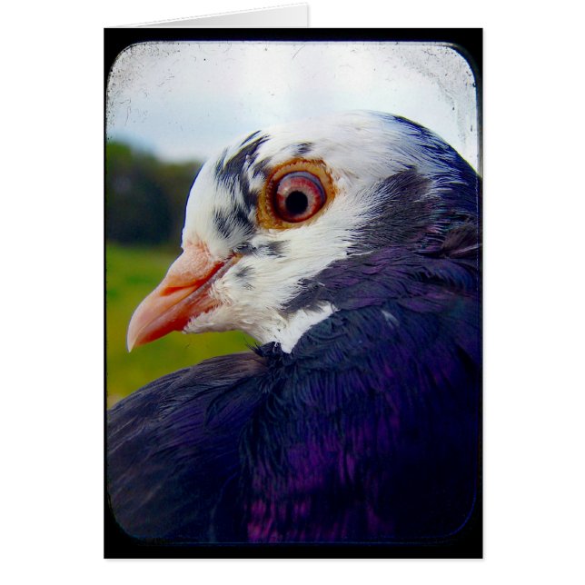 Pigeon Hälsningskort (Framsidan)