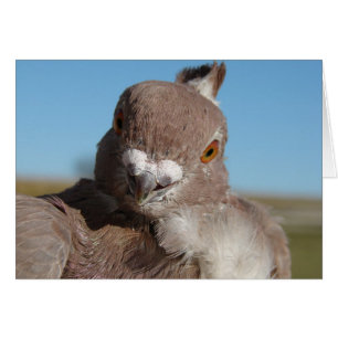 Pigeon Hälsningskort