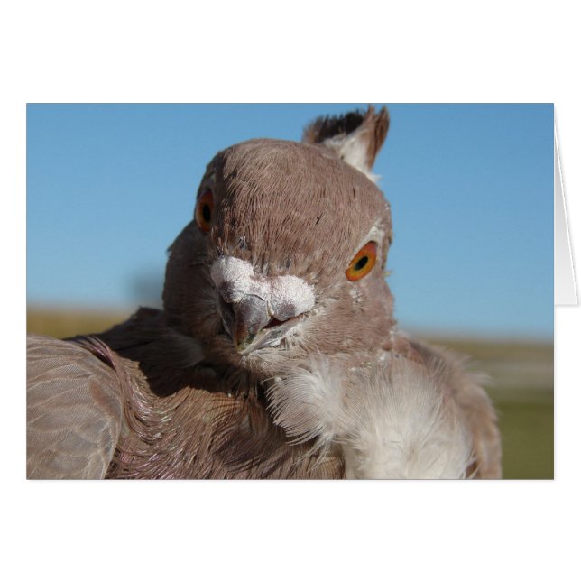 Pigeon Hälsningskort (Framsidan Horizontal)