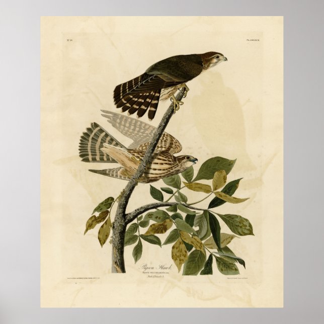 Pigeon Hawk (Merlin) - Audubon's Birds of America Poster (Framsidan)