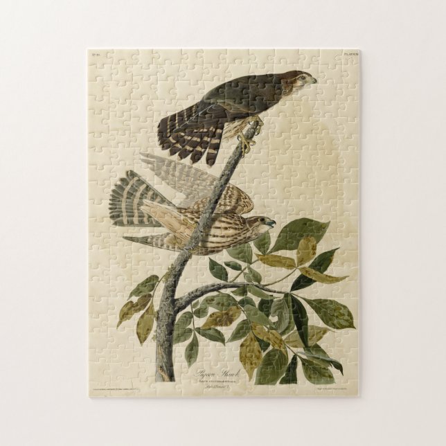 Pigeon Hawk (Merlin) - Audubon's Birds of America Pussel (Vertikal)