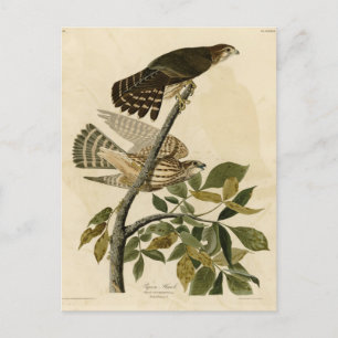 Pigeon Hawk (Merlin) - Audubon's Birds of America Vykort