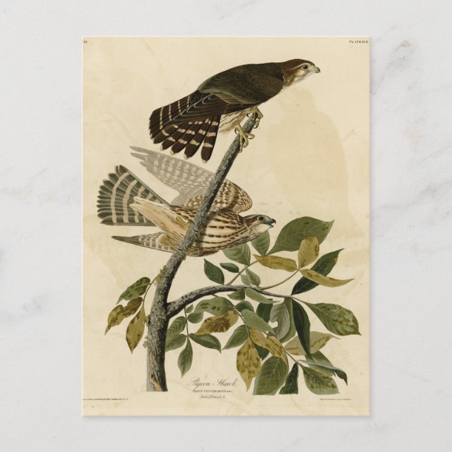 Pigeon Hawk (Merlin) - Audubon's Birds of America Vykort (Framsida)