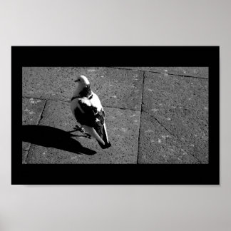 Pigeon i Venedig Poster