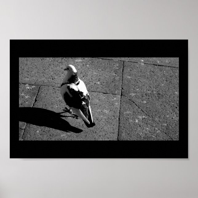 Pigeon i Venedig Poster (Framsidan)