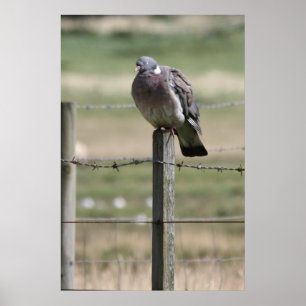 Pigeon-inlägg Poster