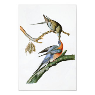 Pigeon John Audubon Birds of America Fototryck