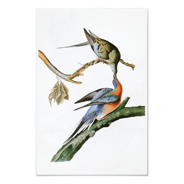 Pigeon John Audubon Birds of America Fototryck (Framsidan)