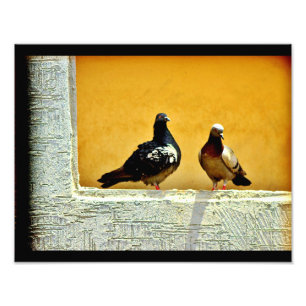 Pigeon Kärlek Fototryck
