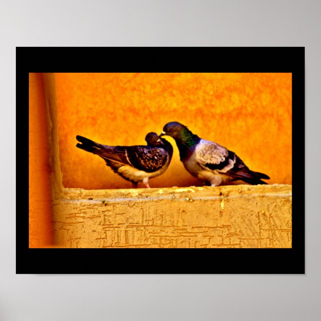 Pigeon Kärlek Poster (Framsidan)