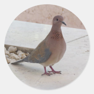 Pigeon-klistermärken Runt Klistermärke