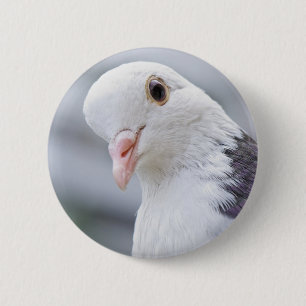 Pigeon Knapp