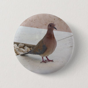 Pigeon-knapp Knapp