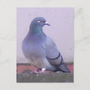 Pigeon-kopia Vykort