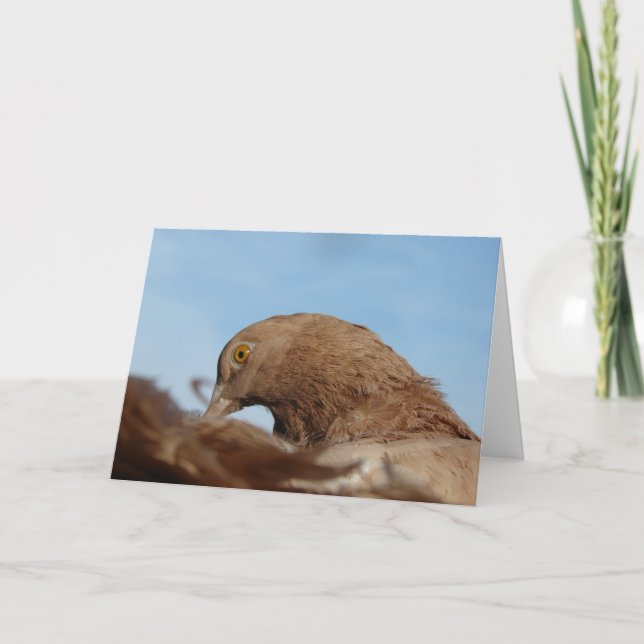 Pigeon Kort (Framsida)