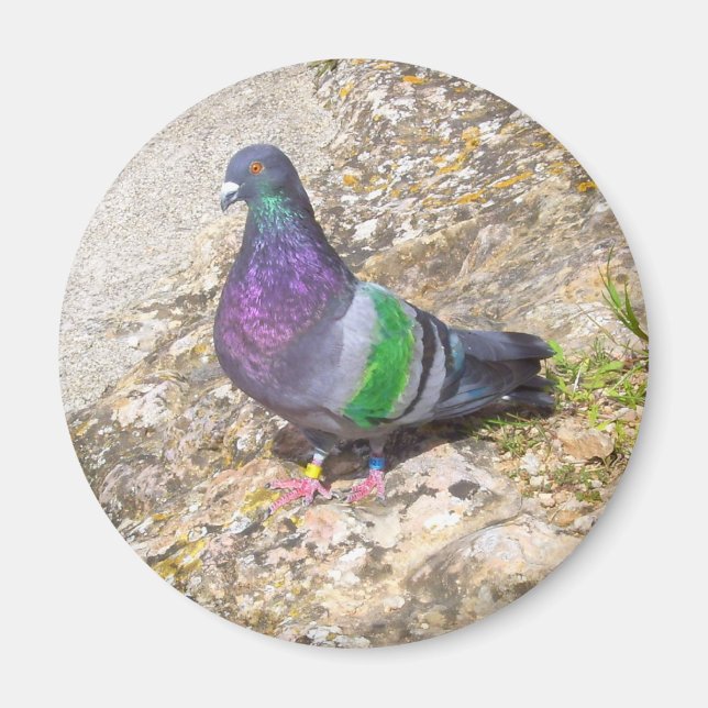 Pigeon. Magnet (Framsidan)