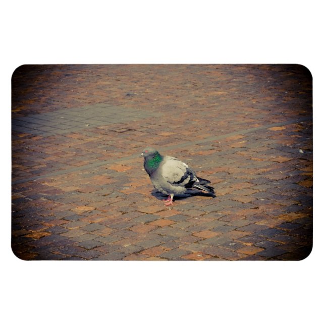 Pigeon Magnet (Horisontell)