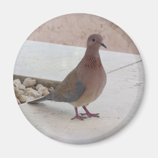 Pigeon magnet (Framsidan)