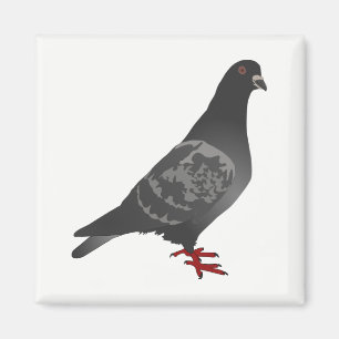 Pigeon Magnet
