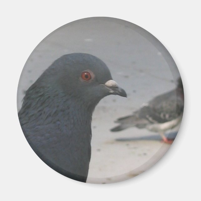 Pigeon Magnet (Framsidan)