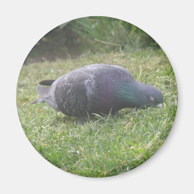 Pigeon Magnet (Framsidan)