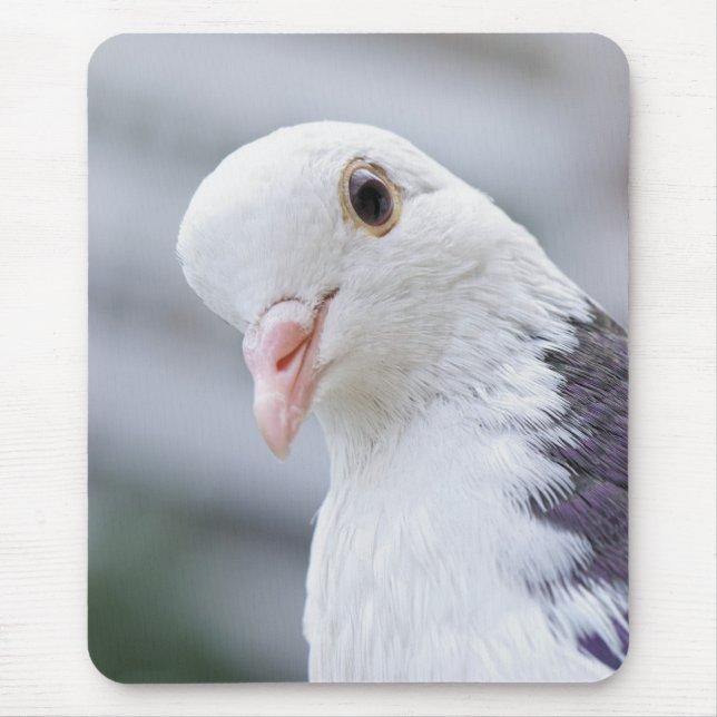 Pigeon Musmatta (Framsidan)