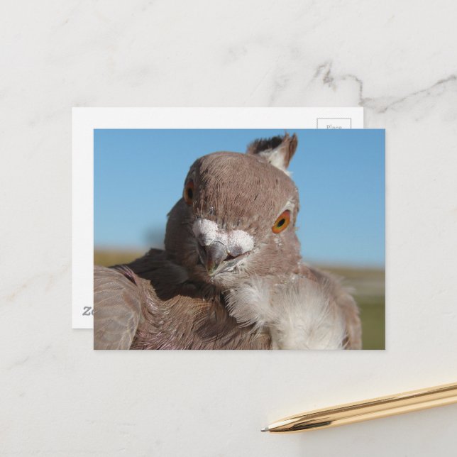 Pigeon named Mr. Pigeon Vykort (Fram/Back In Situ)