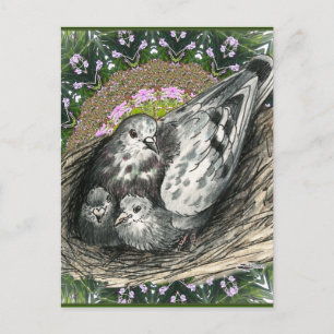 Pigeon Nest Vykort