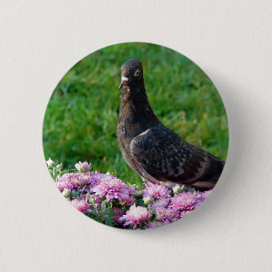 Pigeon och Morsa Knapp