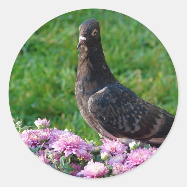 Pigeon och Morsa Runt Klistermärke (Framsida)