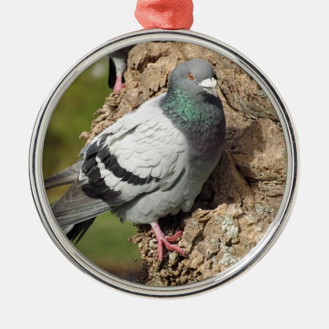 Pigeon Ornament (Framsidan)