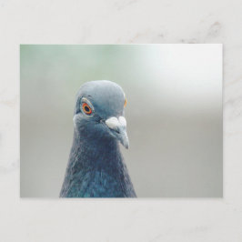 Pigeon på Windows v2 Vykort