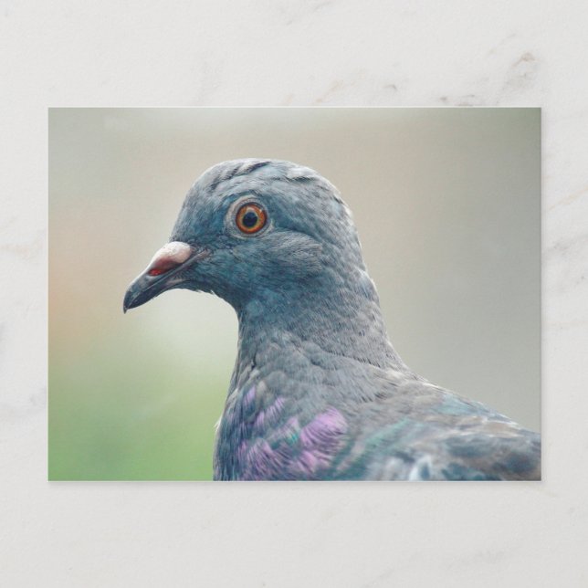 Pigeon på Windows-vykortet Vykort (Framsida)