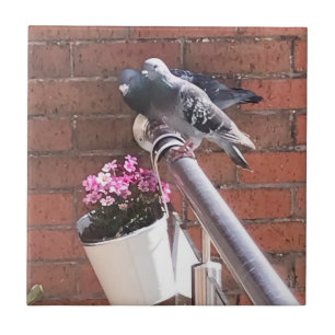 Pigeon Pair och Red Saxifrage Flowers Kakelplatta