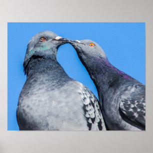 Pigeon par Kissing Poster