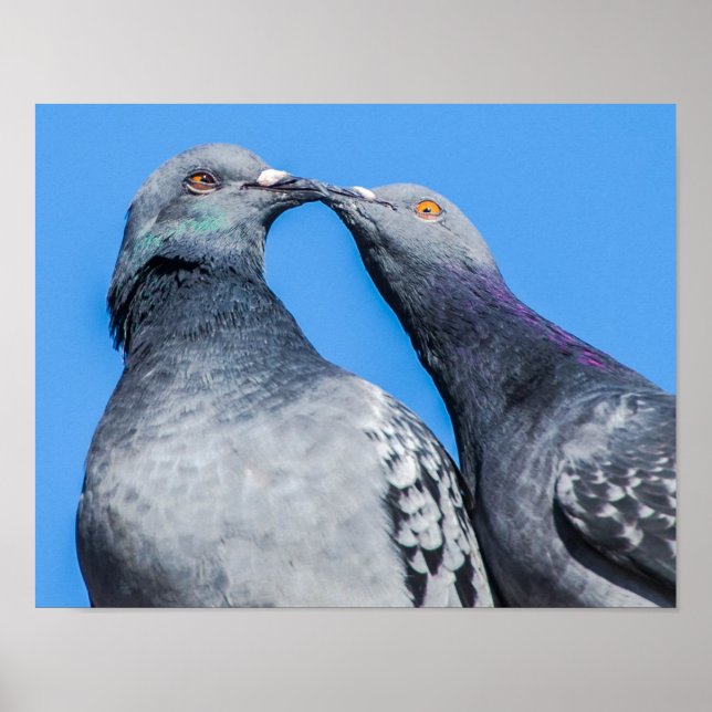 Pigeon par Kissing Poster (Framsidan)