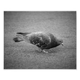 Pigeon Photo Print Fototryck