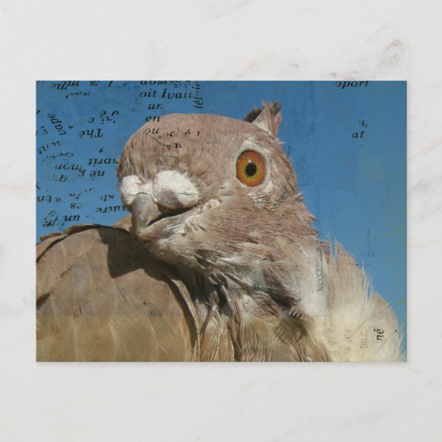 Pigeon Poetry Vykort (Framsida)