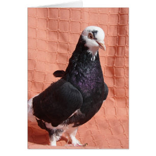 Pigeon Porträtt Hälsningskort