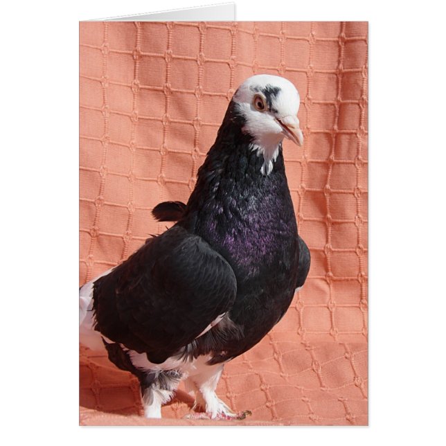 Pigeon Porträtt Hälsningskort (Framsidan)